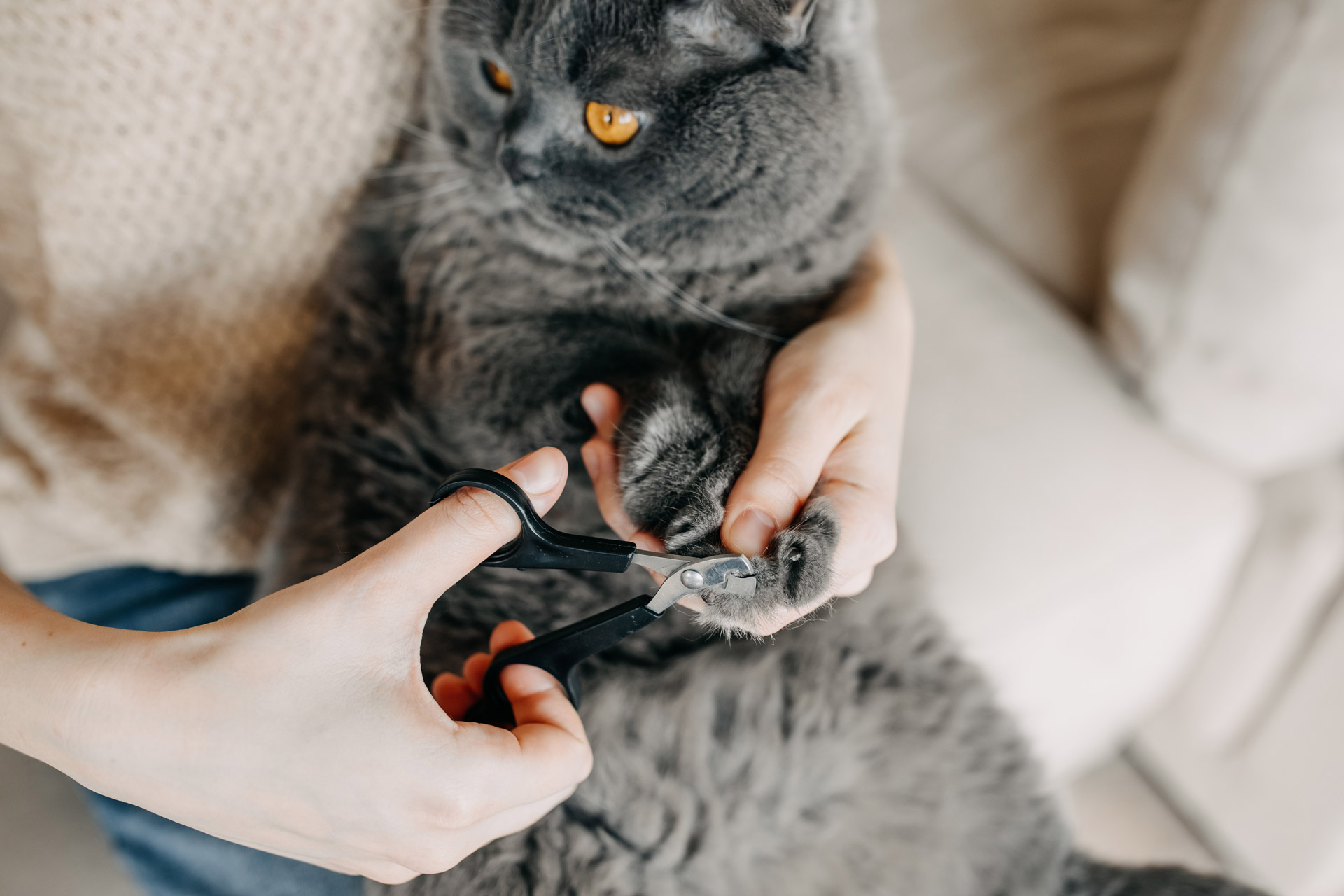 Cutting cat nails hotsell with human nail clippers