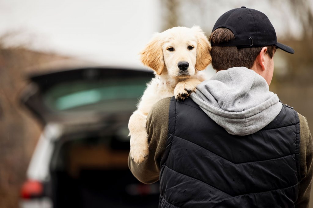 hondendief die een golden retriever vasthoudt