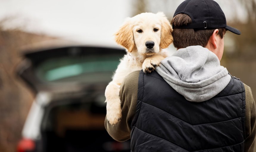 dog thief holding golden retriever dog