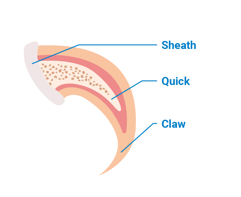 Cat nail trimming and cat claw anatomy illustration: sheath, quick and claw