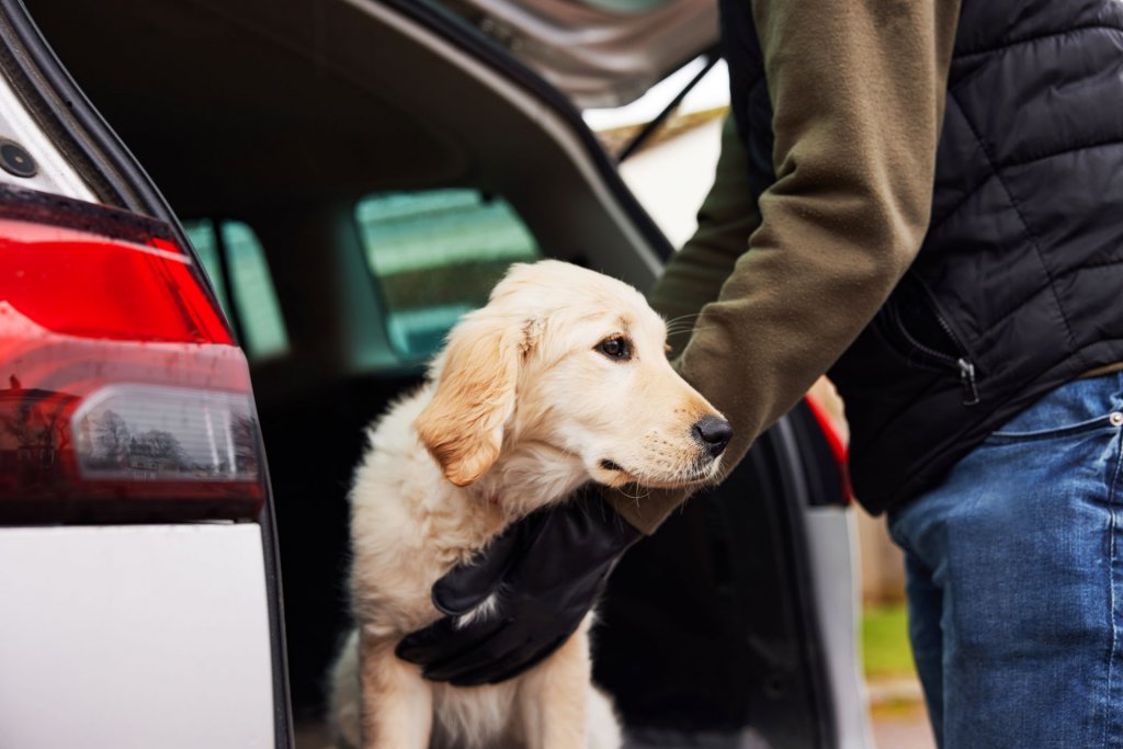 Hundedieb mit schwarzen Handschuhen und dunkler Kleidung steckt Golden Retriever in Kofferraum