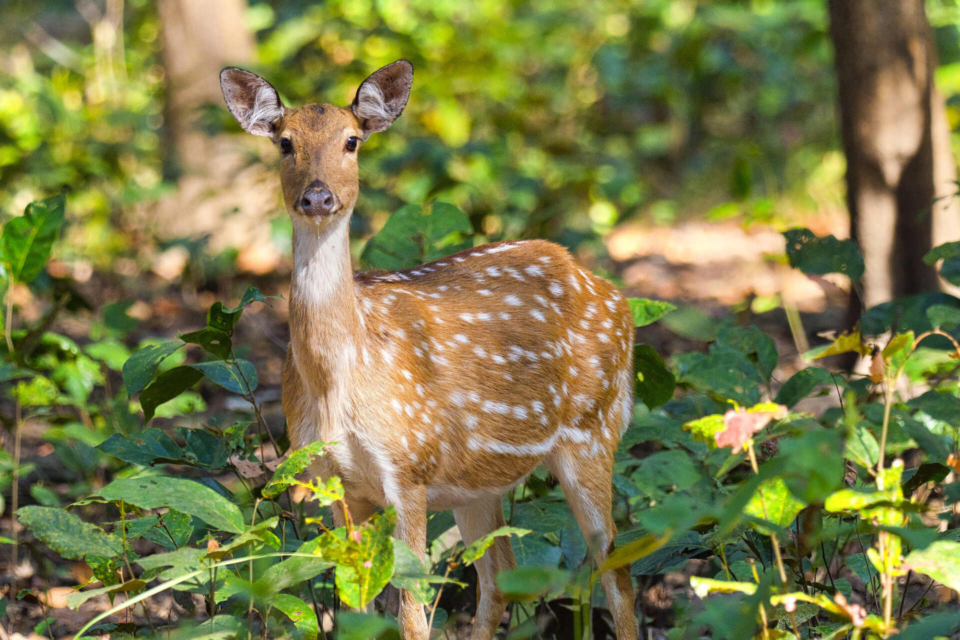 A rescue fawn in a forest