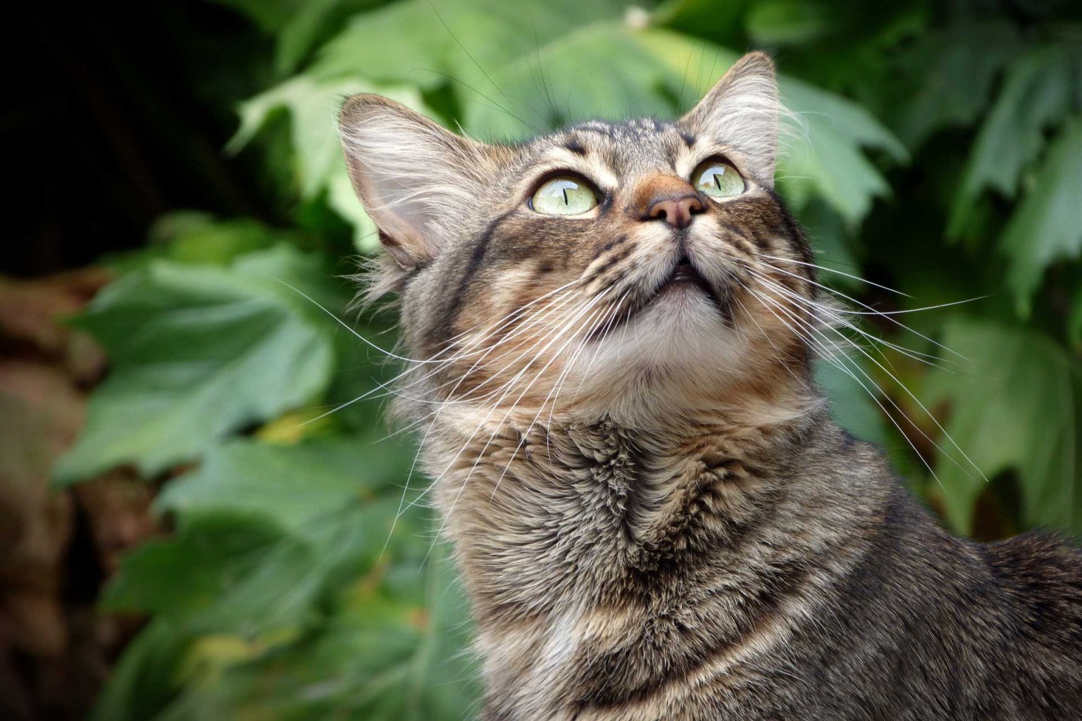 Deine Katze frisst Gras? Gründe dafür und was du tun kannst Tractive