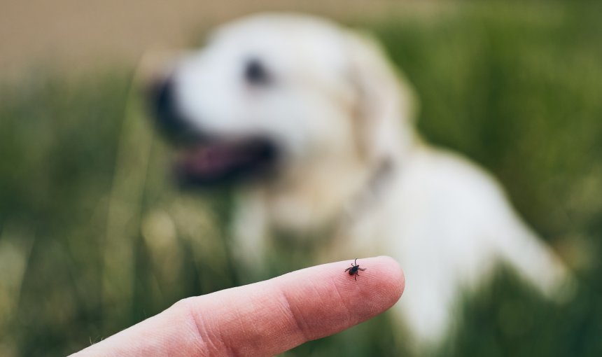 A woman examining a tick from a dog's fur