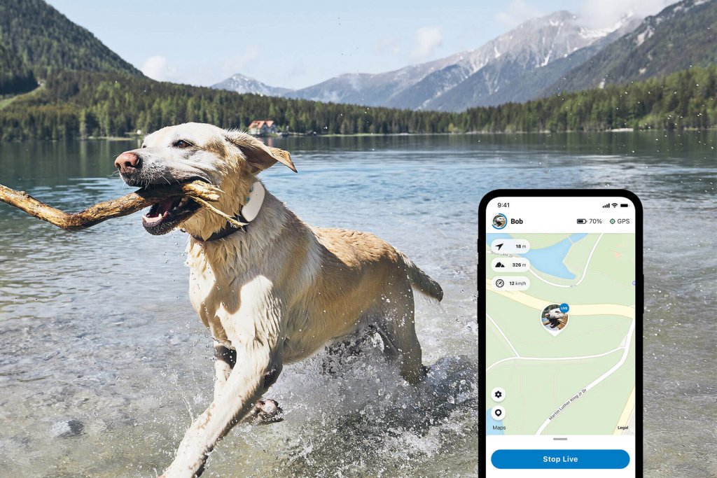 white dog carrying stick in mouth running through a lake outside,  wearing a dog tracker on the collar. Tractive GPS app screenshot example in foreground