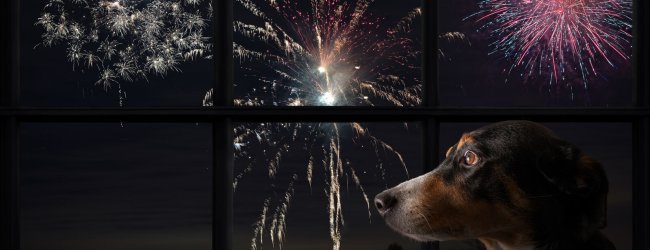 A dog sitting indoors with fireworks outside