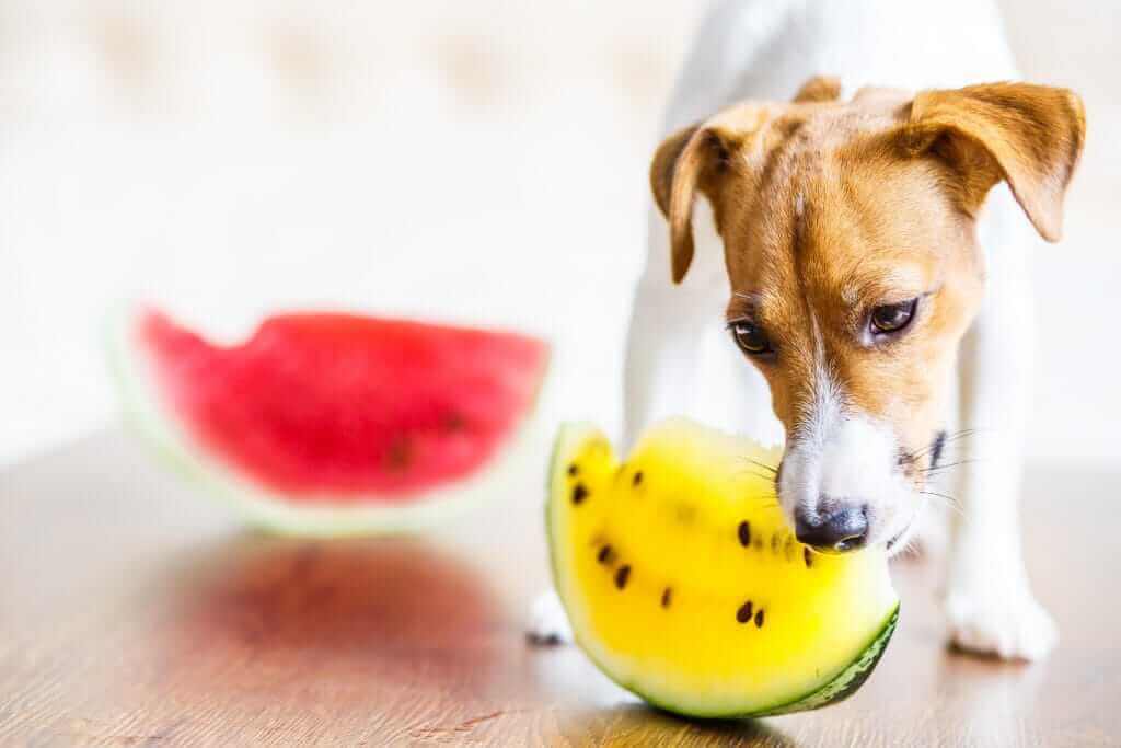 Hund knabbert an Wassermelone