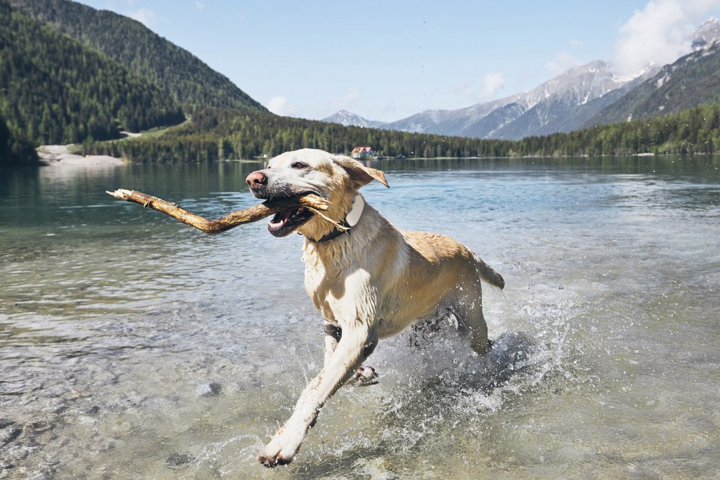 blije hond met Tractive GPS-tracker loopt door bergmeer met een stok in zijn bek