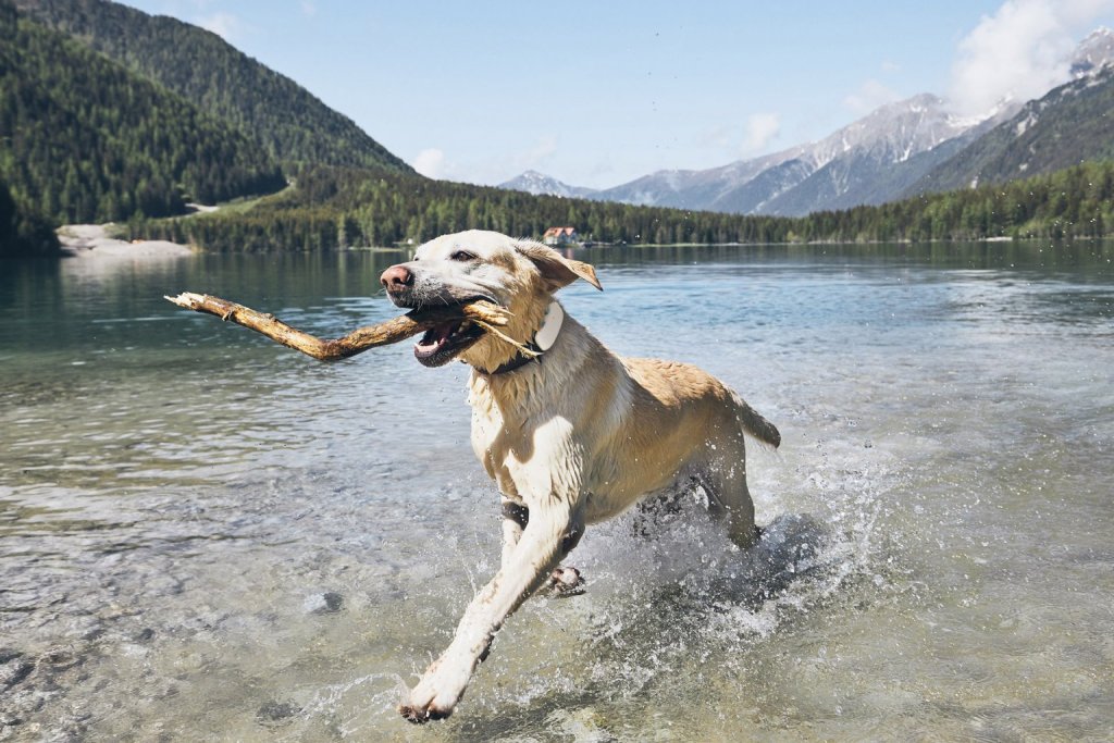 Hund läuft durch Bergsee mit Stöckchen im Maul