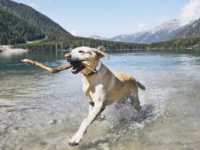 water loving dog wearing Tractive running in lake in mountains