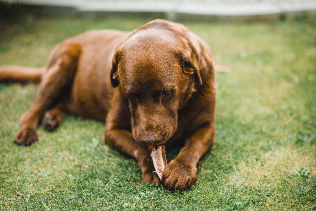 Brauner Hund kaut an einer Kaustange in der Wiese