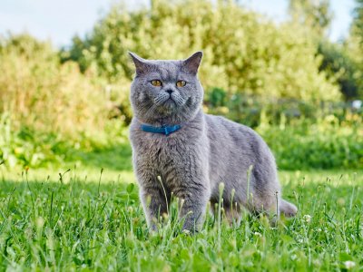 grey cat wearing blue collar outside in grass
