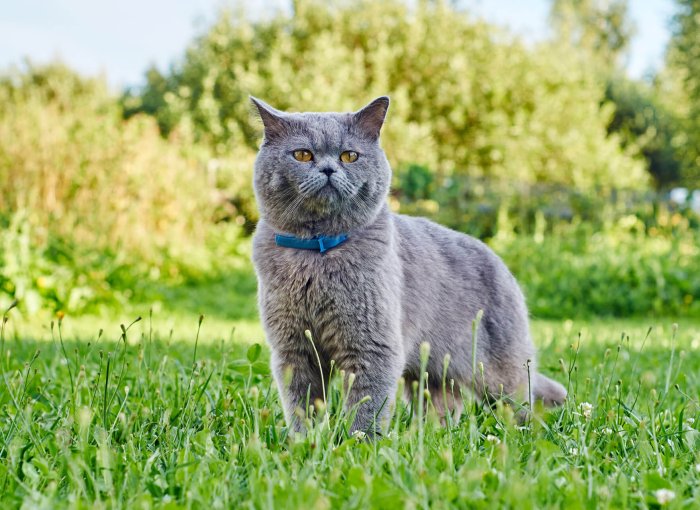 gato gris con un collar azul fuera en el césped
