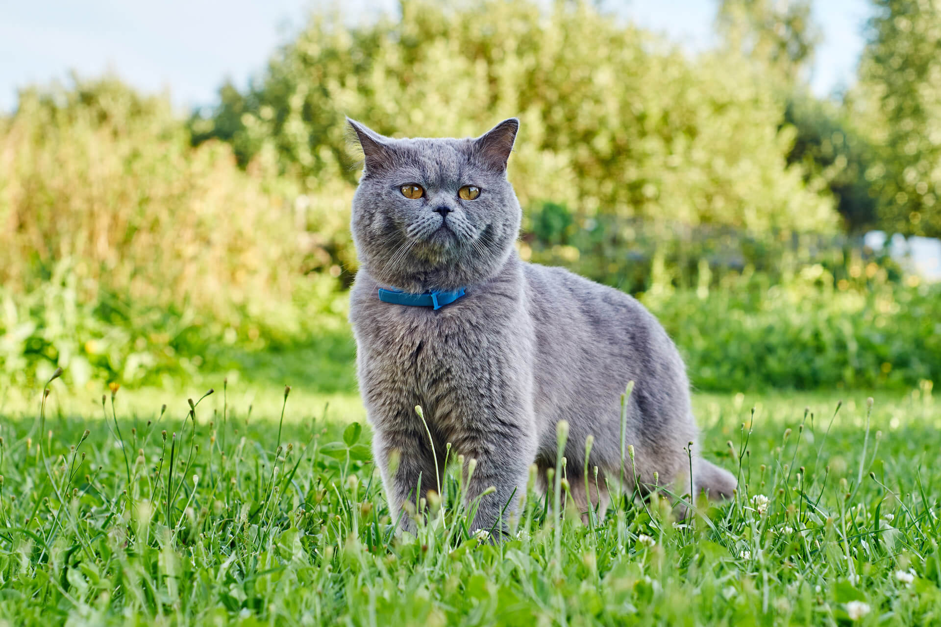 Collar, collar integrado para gatos, collar reflectante GPS para