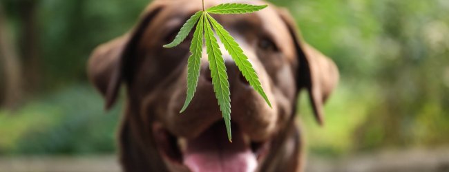 brown dog and cbd hemp leaf