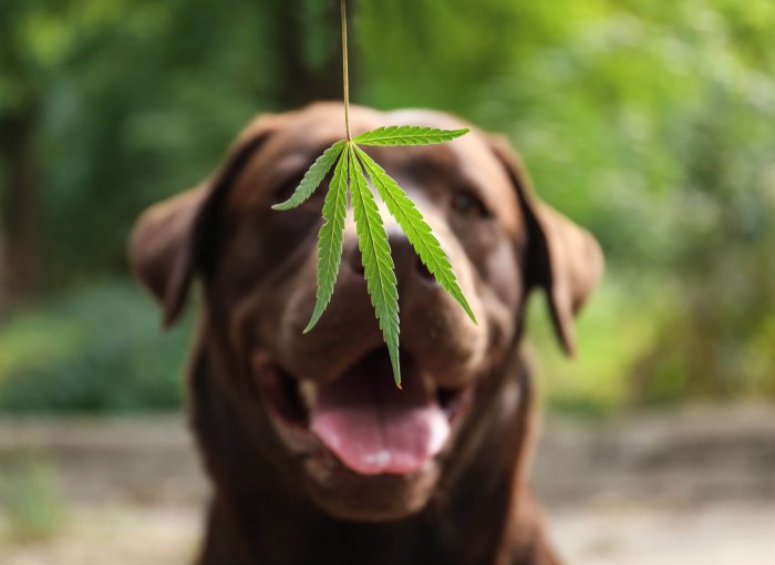 brown dog and cbd hemp leaf