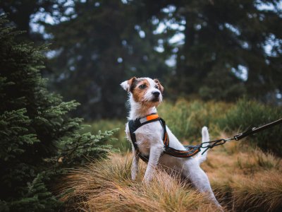 Kleiner, braun-weißer Hund mit Geschirr im Wald