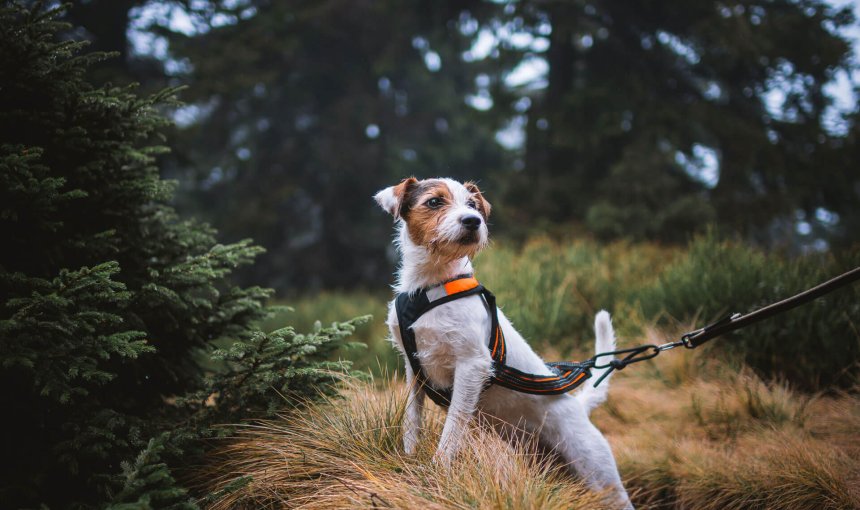 un cagnolino bianco e marrone in un bosco, con indosso una pettorina