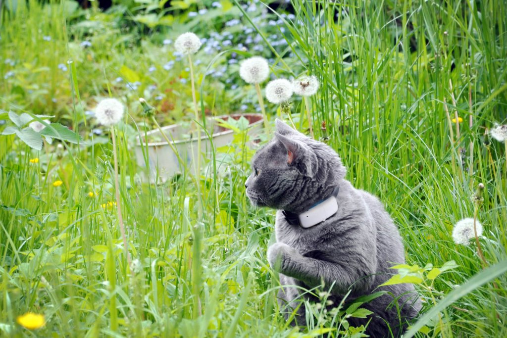 Gatto grigio seduto sull'erba indossa un localizzatore per gatti Tractive GPS  