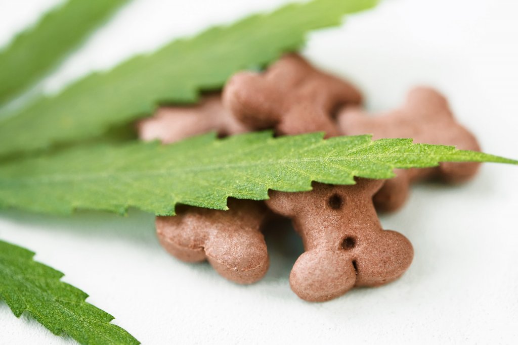 friandises pour chiens à la feuille de chanvre et au cbd