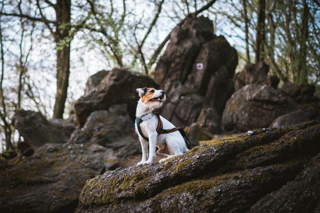 en hvit hund iført sele med GPS-tracker sitter på berget i skogen