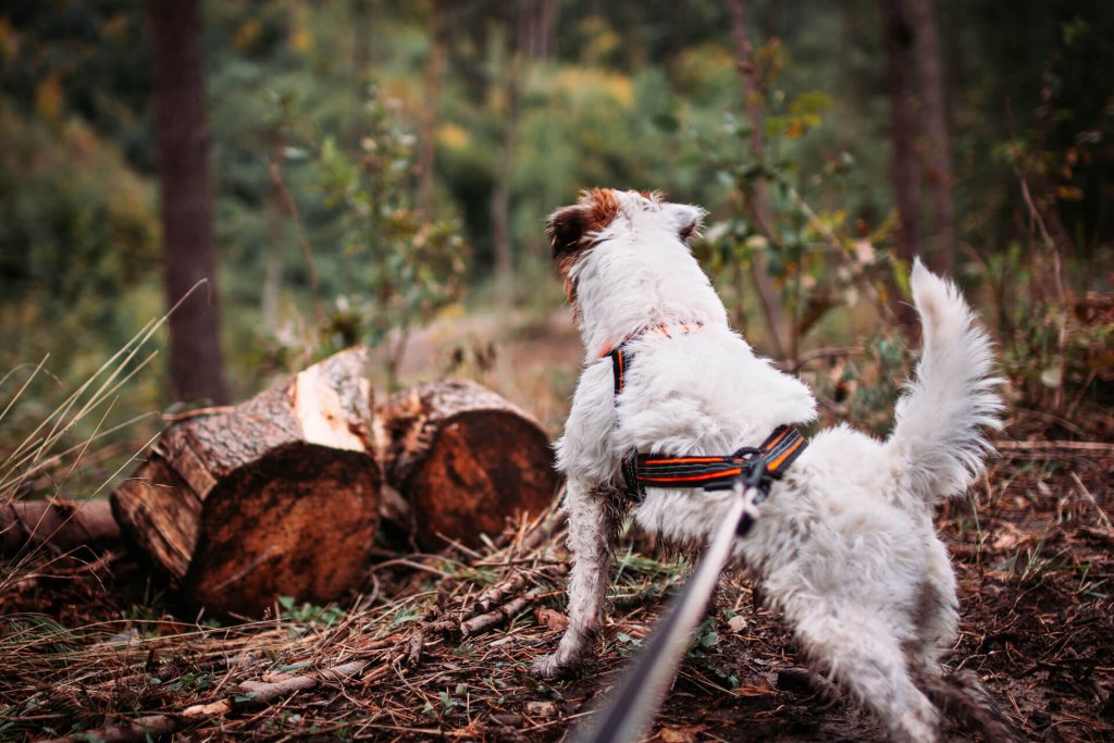 en hvit hund iført sele og gps-tracker med skogen i bakgrunnen