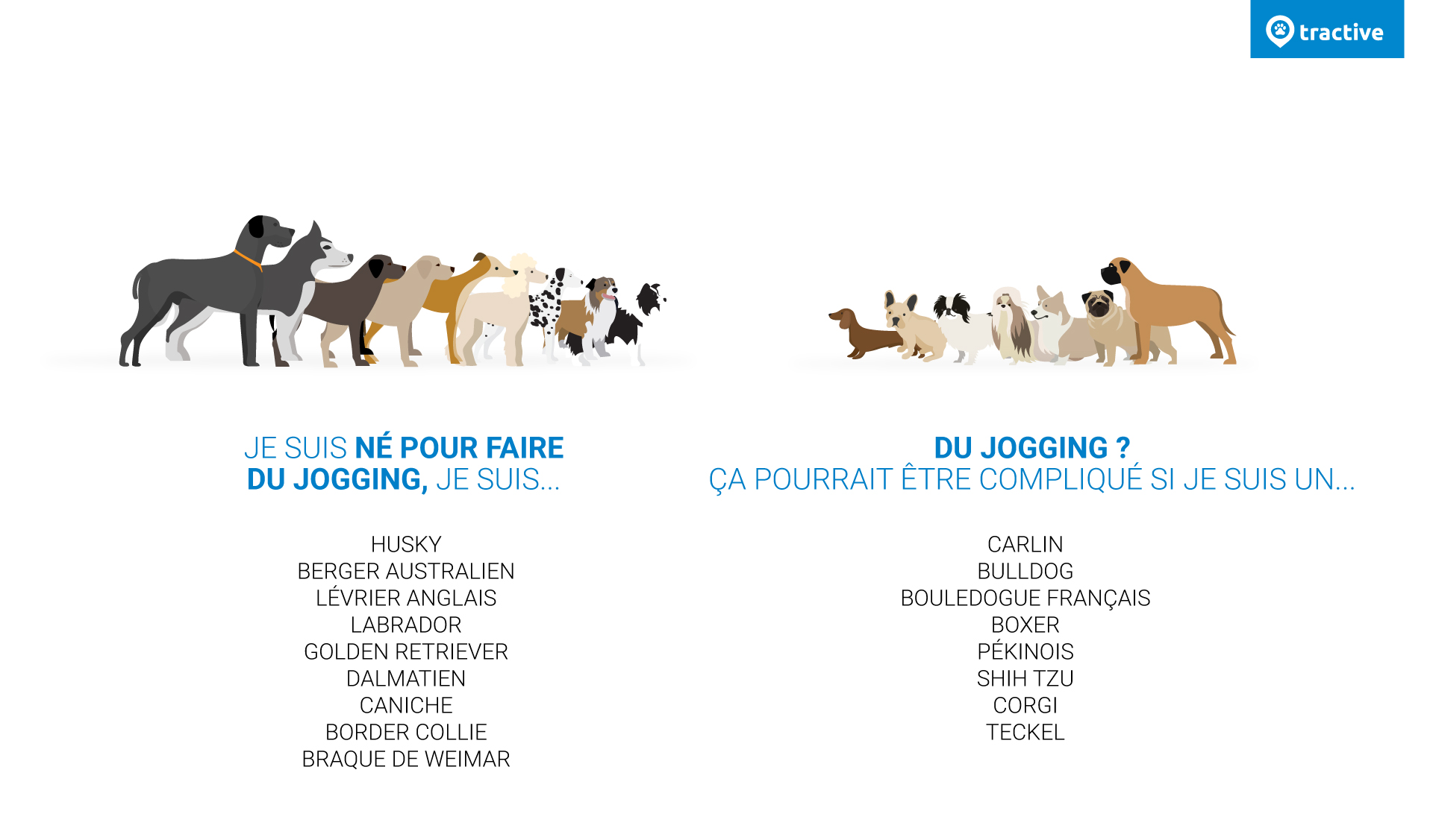 Infographie classant les races de chiens en fonction de leur capacité a courir