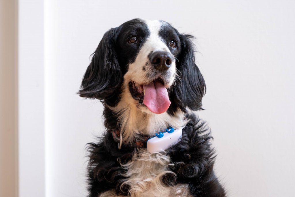 Schwarz-weißer Hund mit Tractive GPS Tracker am Halsband