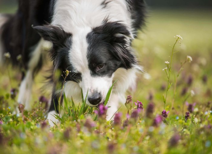 chien blanc et noir qui mange de l'herbe