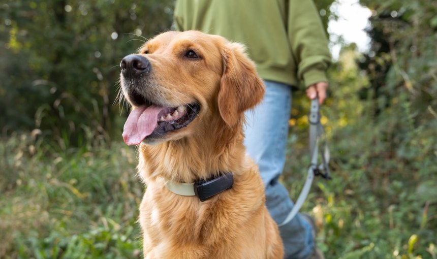 Perro con rastreador GPS Tractive afuera con correa