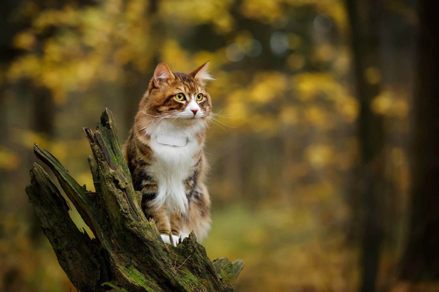 How To Hike With A Cat Top Tips For A Safe Adventure Tractive Blog