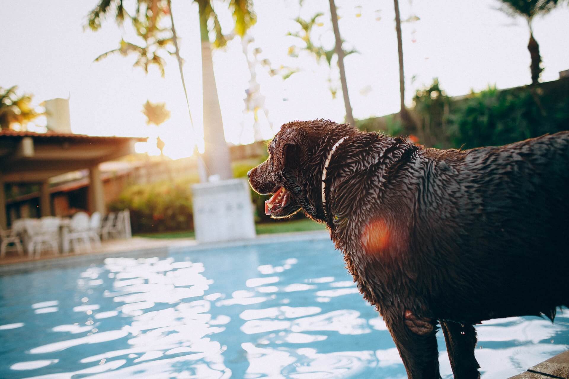 18 Dogs That Love to Swim