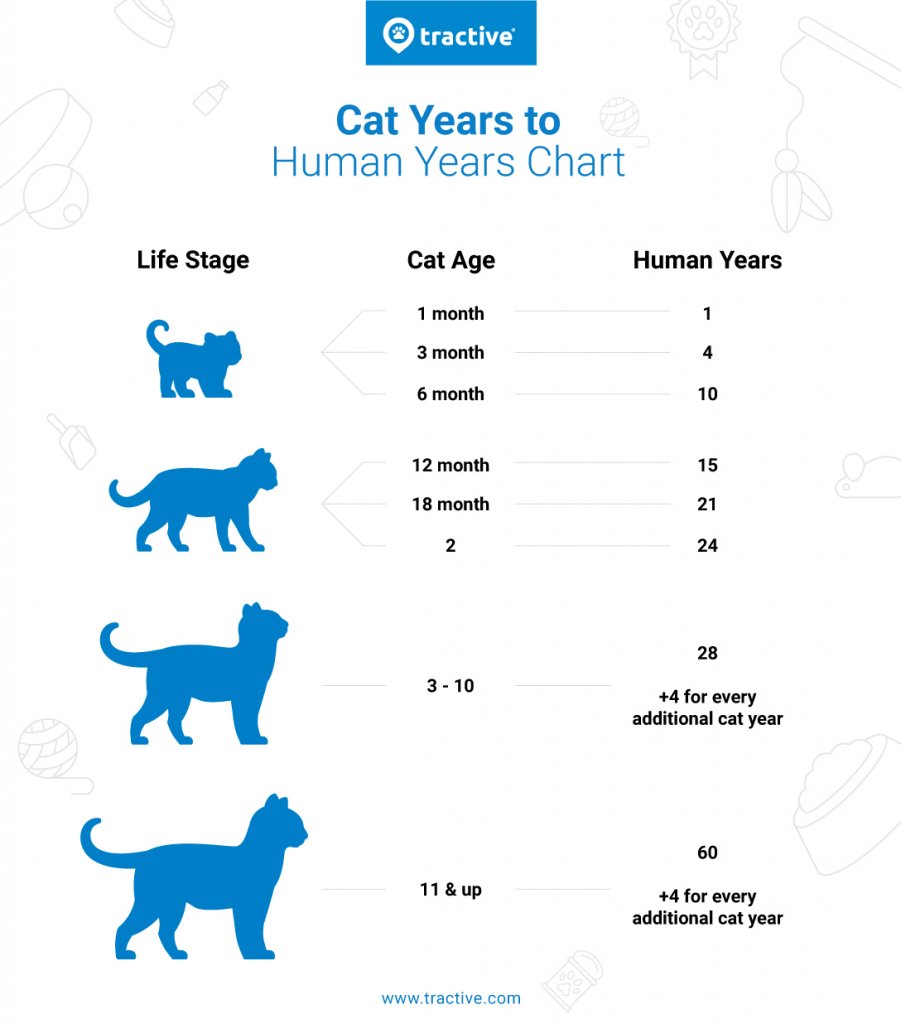 How old is 6 store years old in cat years