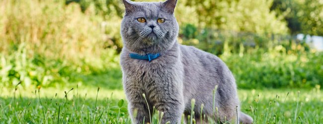 chat gris avec un collier bleu debout au milieu d'un pré