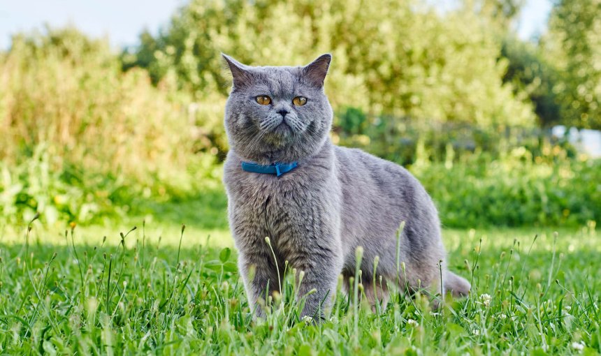 chat gris avec un collier bleu debout au milieu d'un pré