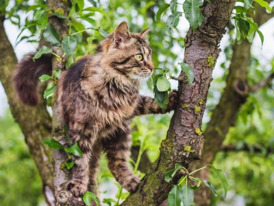 brown old cat outside in tree
