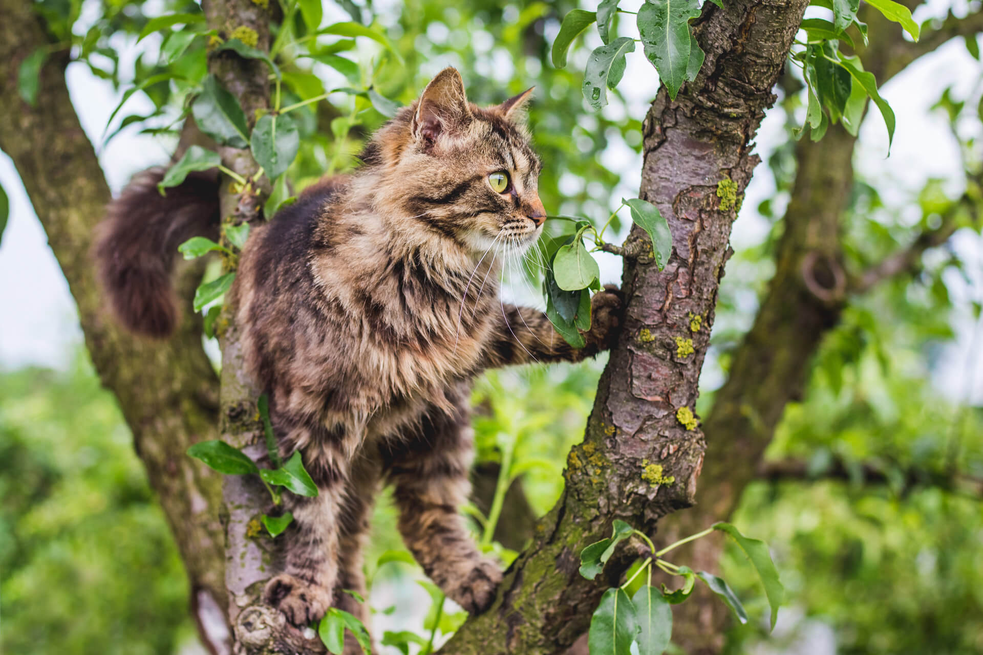 are cat years measured the same as dog years