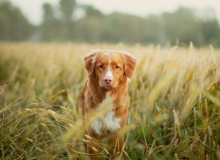 brown and white dog standing in field of grass awns