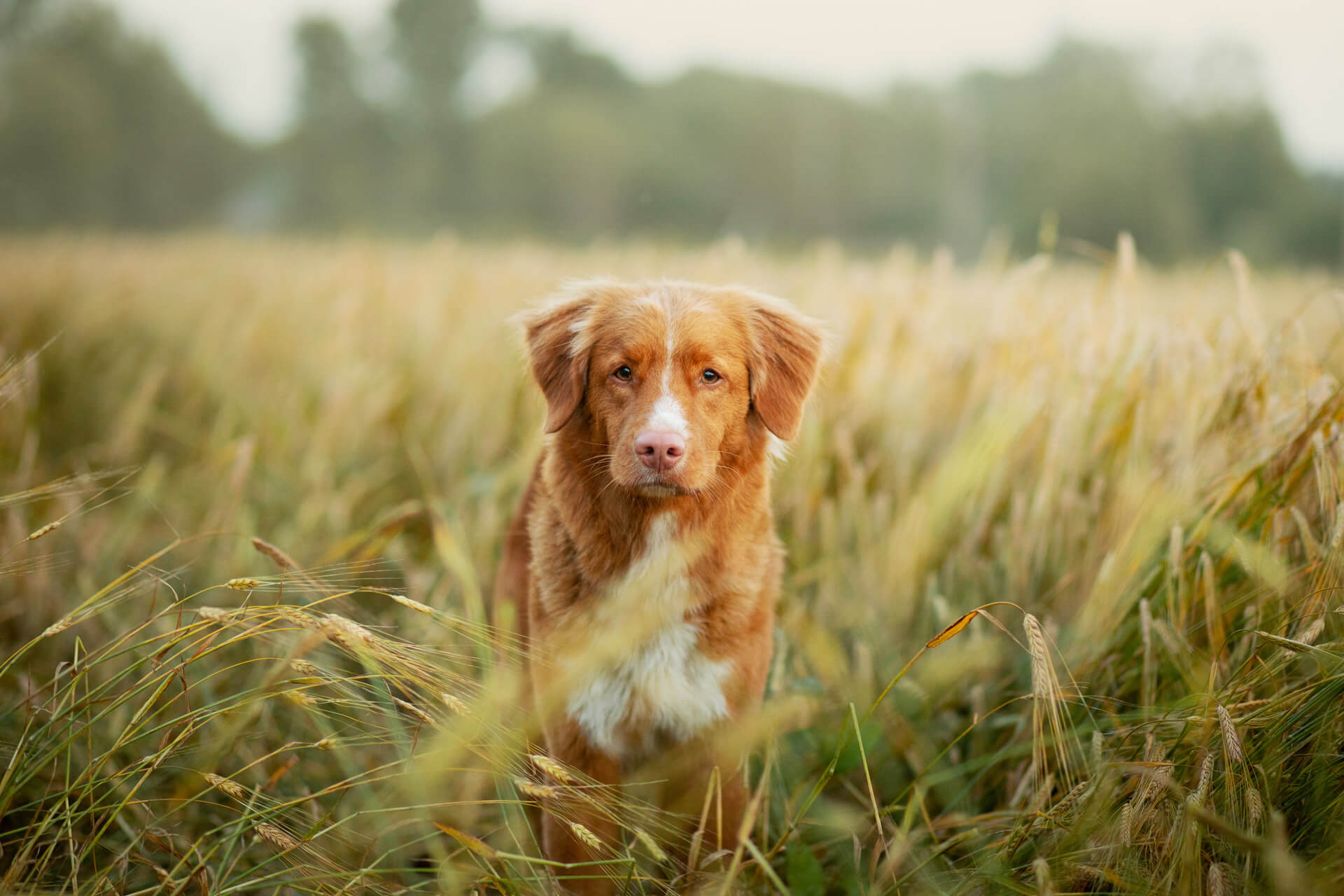 brown and white dog standing in field of grass awns