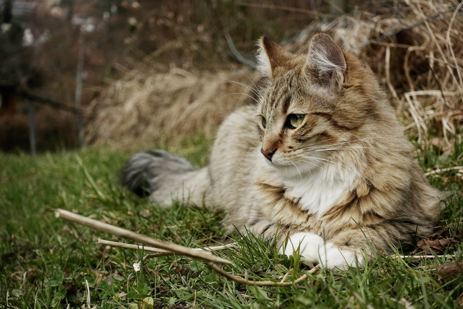 A cat sitting outdoors in a lawn