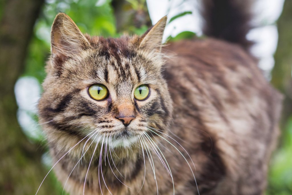 are cat years measured the same as dog years