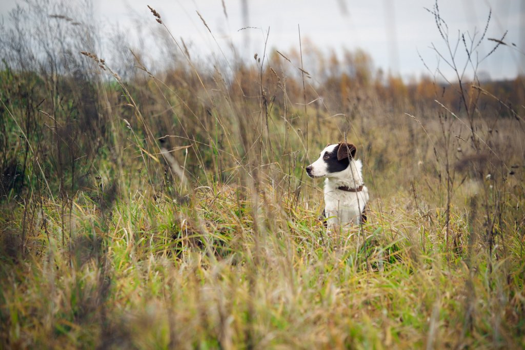 Dog in field with grass awns 