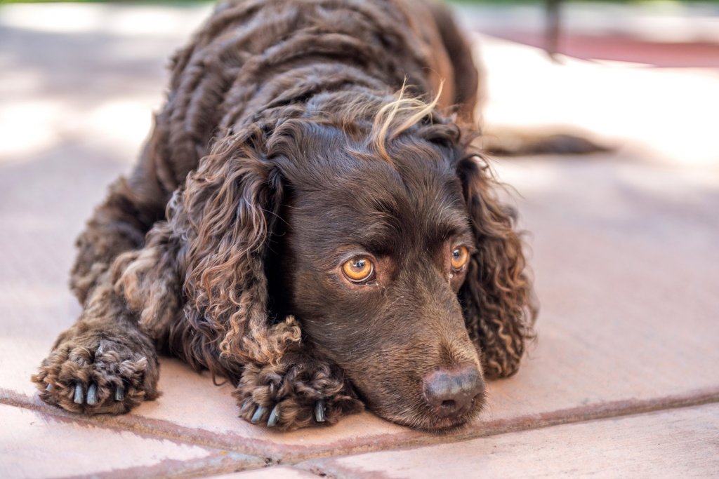 American Water Spaniel hund