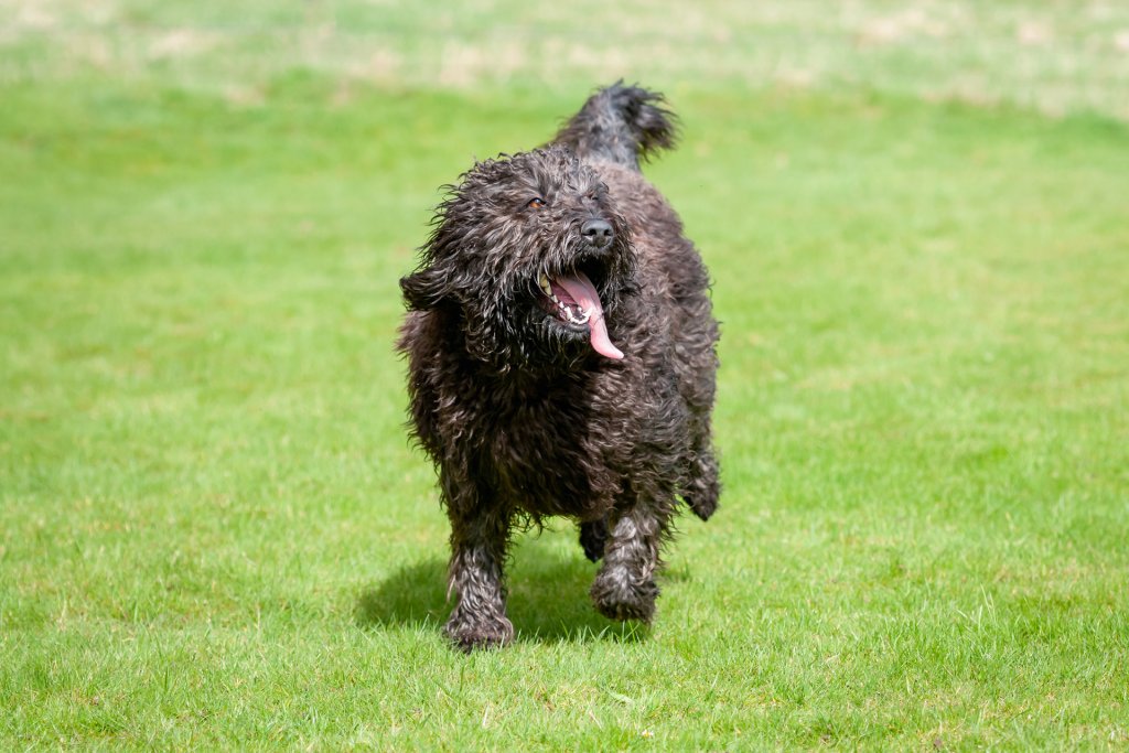 perro de agua negro corriendo por la hierba