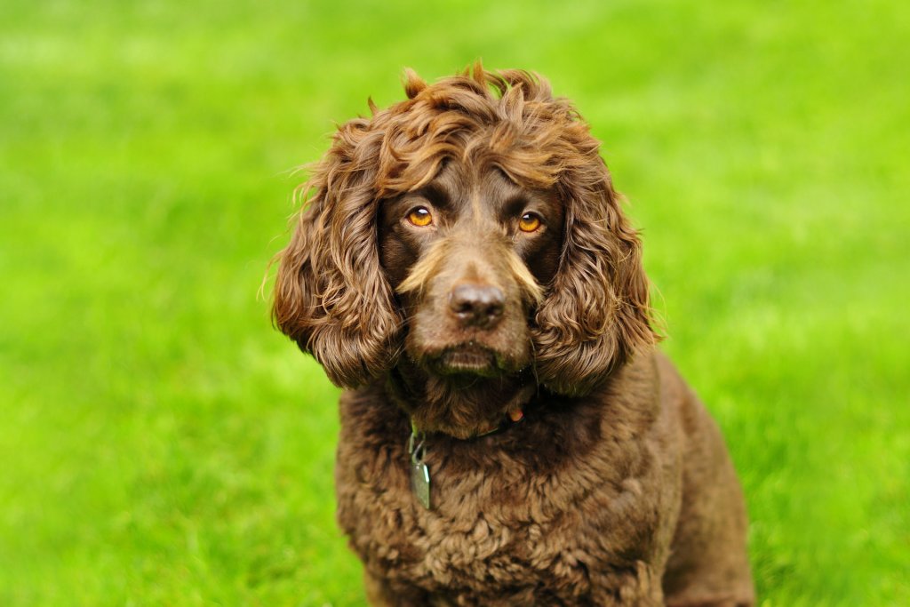 Large breed water outlet dogs