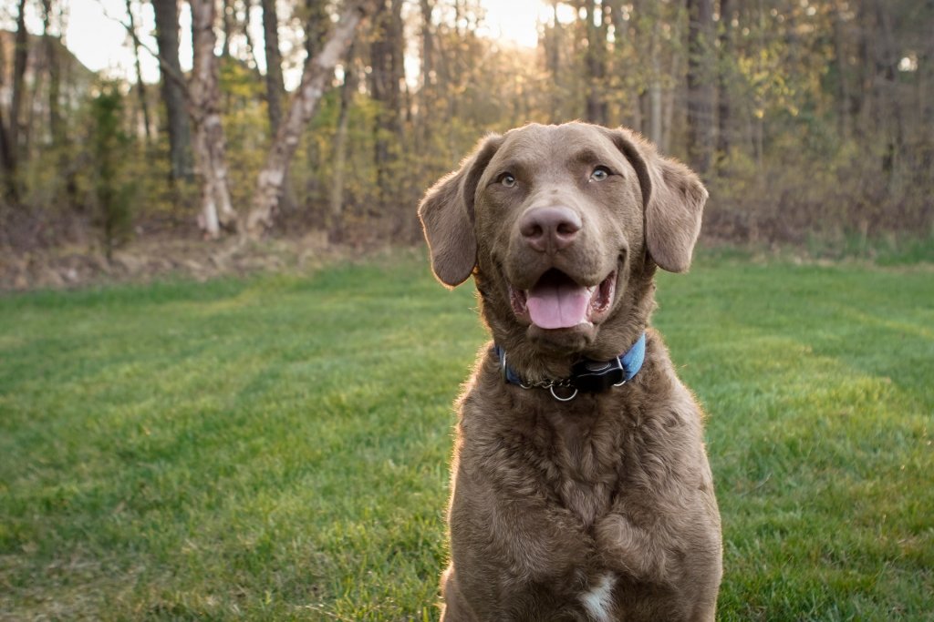 Chesapeake bay retriever hund utomhus