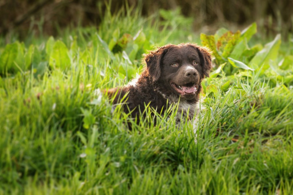 Curly coated retriever hund som ligger i gräs