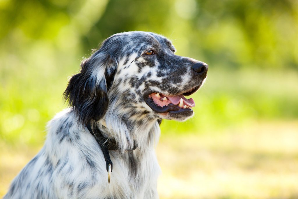 why do some dogs love water