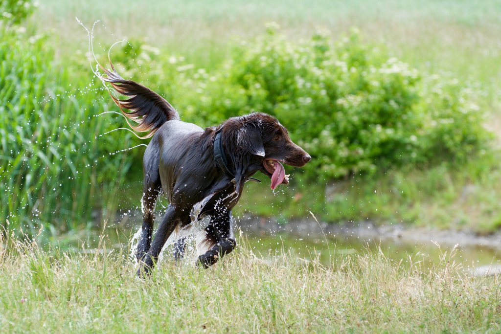 flatcoated retriever hund som leker utomhus