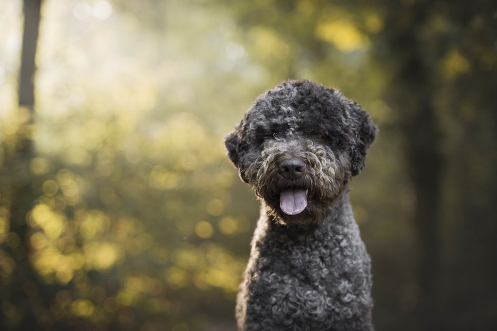 Perro Lagotto Romagnolo